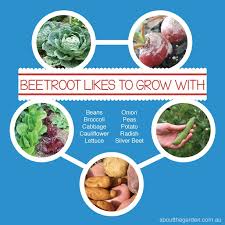 Everything you need to know about how to grow beets including soil t. How To Grow Beetroot About The Garden Magazine