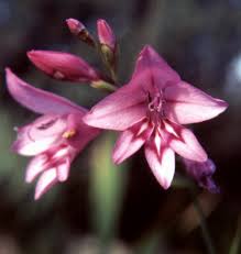 Image result for Gladiolus permeabilis