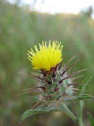 Yellow Star Thistle Wild Flowers Xeriscape Landscaping Planting Flowers
