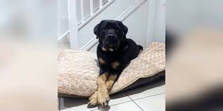 Rottweiler lab mix puppies for sale. Rottweiler Lab Mix Facts