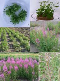 We did not find results for: Plant Cell Tissue And Organ Culture On Twitter Are You Interested In Medicinal Plants Like Fireweed Chamerion Angustifolium L Holub Dreger Et Al Recently Published That Besides Differences In Shoot Multiplication Genotypes