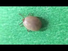 An engorged deer tick looks very different when it has not fed, making it easy to think it is a different tick species. Tick Flicks Deer Tick Youtube