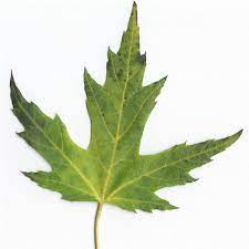 Check spelling or type a new query. Differences Between Hard Maple And Soft Maple The Wood Database