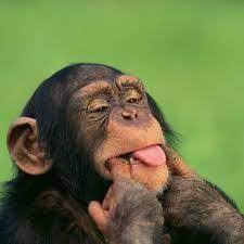 547 Funny Monkey Images Photo Pics Wallpaper Hd Monkeys Funny Photo Funny