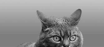 Have you recently fitted a new collar or something like that? Cat Ear Positions Poc