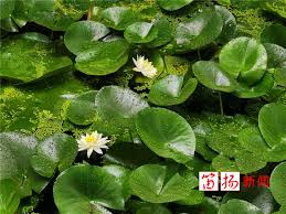 大暑 たいしょ とは 二十四節気 にじゅうしせっき の1つで、夏の最後の節気です。. ä»Šæ—¥å¤§æš' 40ä¸ªé«˜æ¸©å¤©å¼€å§‹äº†