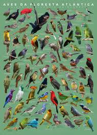 Birds Of South Africa Pictures And Names Pin By Scott Churchill On Aves Da Floresta Atlantica Rainforest Animals Pet Birds Colorful Birds