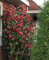 Boldoot De Taal Der Bloemen 2 Camelia Camellia Japonica Country Garden Flowers Planting Flowers Shade Garden