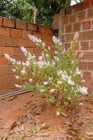 Image result for Tetradenia