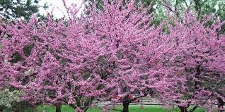 The other possibility is oriental wisteria, wisteria sinensis. 10 Best Flowering Trees And Shrubs For Adding Color To Your Yard Better Homes Gardens
