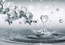 Close up colorful flowers sweet pink tulip with splash of water on the leaves. Water Drops Heart Flowers Photo Wallpaper Mural 3494ve