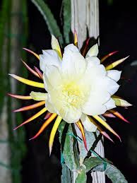 We did not find results for: Santa Barbara Red Dragon Fruit Cactus Hylocereus Polyrhizus X Undatus Urban Tropicals