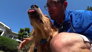 An estimate of how much you make could make depend on how you look at the statistics in the united states, the average salary for all animal trainers in general was found to be about $30,000 in 2011, according to the bureau of labor statistics. How Much Do Dog Trainers Make A Year Dog Products Guide