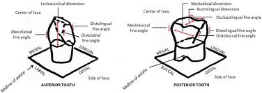 Tooth Morphology Overview Intechopen