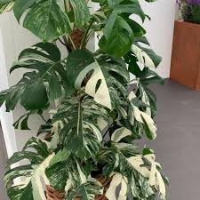 Maybe you would like to learn more about one of these? Monstera Deliciosa Variegata Swiss Cheese Plant Plants Monstera Deliciosa Monstera