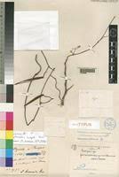 Image result for Pentarrhinum abyssinicum