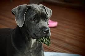 Where to shop at skinny bones in nebraska? Is Your Cane Corso Too Skinny Find Out Here
