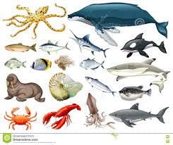 Sistema De Diversos Tipos De Animales De Mar Ilustración del ...