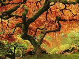 Our famous japanese maple is still showing off shades of green and yellow and starting to show hints of orange. Japanese Maple In Full Fall Color Portland Japanese Garden Portland Oregon Usa Photographic Print Michel Hersen Art Com