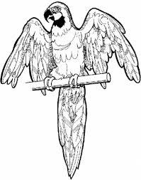 Realistic Parrot Coloring Page Jungle Coloring Pages Coloring Pages Animal Coloring Pages