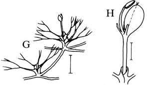 Image result for Podostemaceae