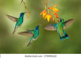 We did not find results for: Burung Burung Kelicap Muat Turun Kertas Dinding Hd