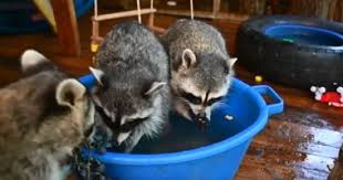 قد يحدث لك ، إذا ما كنت تقود سيارتك في الليل في شوارع مدينة كندية، أن ترى حيوانا يشبه هرة كبيرة يعبر الشارع بسرعة، فقد يكون هذا واكوناً يقوم بجولته العادية على قامات الأوساخ. Ø´Ø§Ù‡Ø¯ Ø¹Ø§Ø¦Ù„Ø© Ø±ÙˆØ³ÙŠØ© ØªØªØ¨Ù†Ù‰ Ù…Ø¬Ù…ÙˆØ¹Ø© Ù…Ù† Ø­ÙŠÙˆØ§Ù†Ø§Øª Ø§Ù„Ø±Ø§ÙƒÙˆÙ† Ø§Ù„ÙŠÙˆÙ… Ø§Ù„Ø³Ø§Ø¨Ø¹