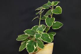 Image result for Plectranthus alboviolaceus