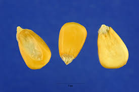 Image result for Zea mays