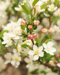 Sargentina crabapple is a very dwarf crabapple that is covered in pink buds in the spring that open pure white. Malus Sargent Tina For Sale At Creekside Tree Nursery Near Denver