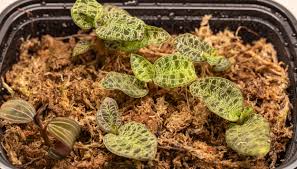 Image result for orchid cuttings