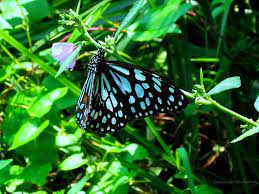 The Dark Blue Tiger Tirumala Septentrionis Butterfly Blue Tigers Butterfly Family Butterfly