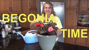 We did not find results for: Planting Begonia Plants In Containers Begonia Care Tips Youtube