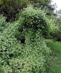 This is grwoing vine with leaves by jimbob on vimeo, the home for high quality videos and the people who love them. Invasive Species Mile A Minute Weed