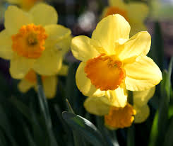 A Classic Daffodil With Brilliant Yellow Petals And A Large Orange Trumpet Orange Progress Is A Strong G First Flowers Of Spring Fall Bulbs Flowers Perennials