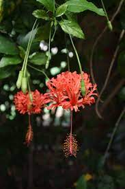We did not find results for: Pin On Hibiscus