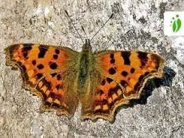Image result for Polygonia c-album