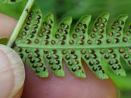 Image result for Christella dentata