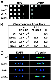 Rna Interference Machinery Regulates Chromosome Dynamics During Mitosis And Meiosis In Fission Yeast Pnas