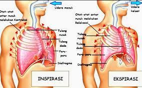 Bernapas adalah kegiatan menghirup udara dan mengeluarkan udara. Jelaskan Proses Pernafasan Perut Untuk Lebih Jelasnya Mengenai Mekanisme Pernafasan Perut Perhatikan Gambar Berikut Ozza S Album