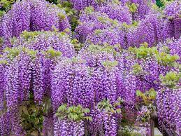 If your wisteria is lacking in light and/or nutrients, the stems may turn brown and melt away. How To Grow And Care For Wisteria Love The Garden