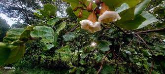 Image result for Phyllanthus crassinervius