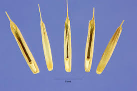 Image result for Brachypodium