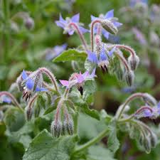 Image result for Borago officinalis