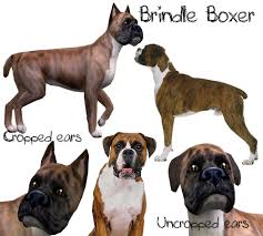 Mar 17, 2021 · brindle markings are very common on one of north america's most popular dog breeds: Mod The Sims Realistic Boxer Dog