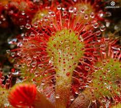 Image result for Drosera dielsiana