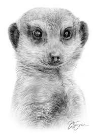 Pencil By Artist Gary Tymon Cute Animal Pictures Animal Drawings Animal Art This tutorial shows the sketching and drawing steps from start to finish. pencil by artist gary tymon cute