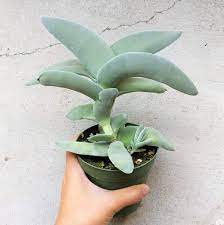Crassula Falcata Propeller Plant Blue Succulents Plants Succulents