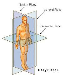 Planes Of Motion Anatomy And Physiology Human Anatomy And Physiology Physiology