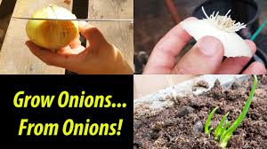 First, take your sprouted onion and remove the papery skin. How To Grow An Onion From An Onion Bottom 2019 Youtube